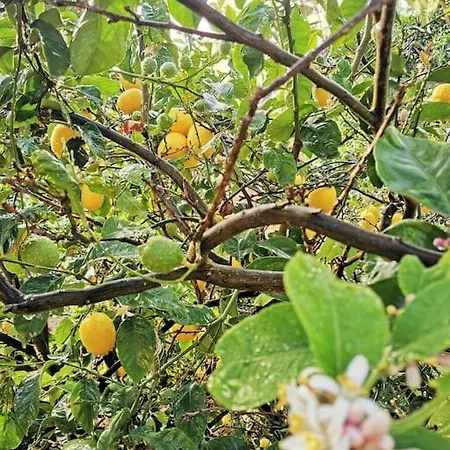 Сasa de vacaciones Casa Entre Viñedos Santa Cruz de Tenerife