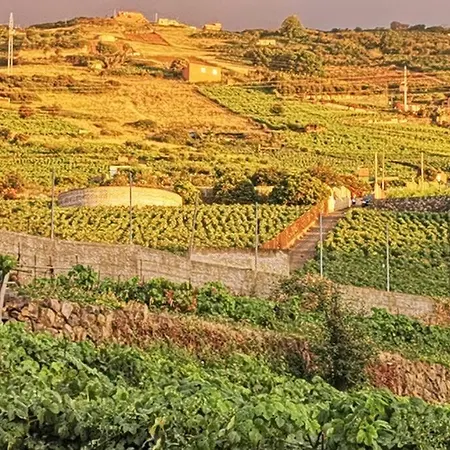 Casa Entre Viñedos * Santa Cruz de Tenerife